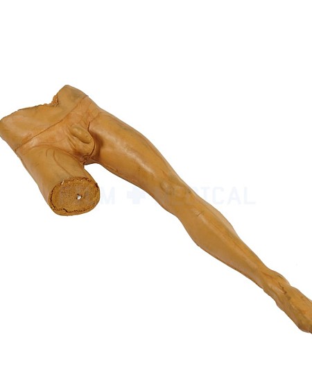 False Waist and Leg 